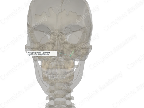 Pterygospinous Ligament (Left)