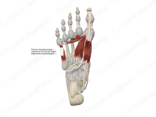 Plantar Interphalangeal Ligaments (Proximal; Right)