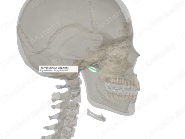 Pterygospinous Ligament (Left)