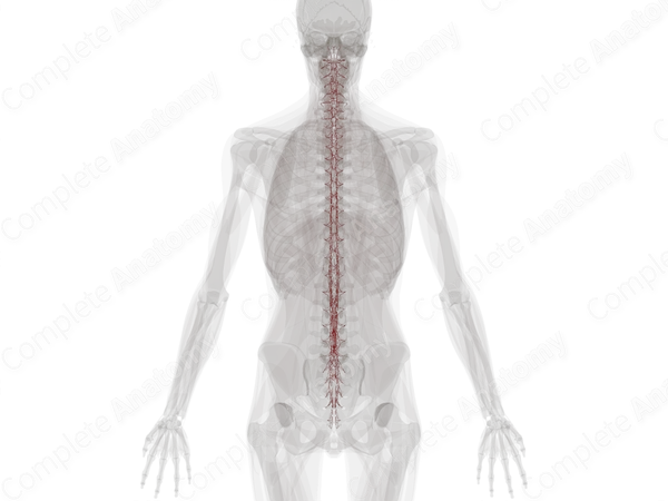 Arteries of Spinal Cord