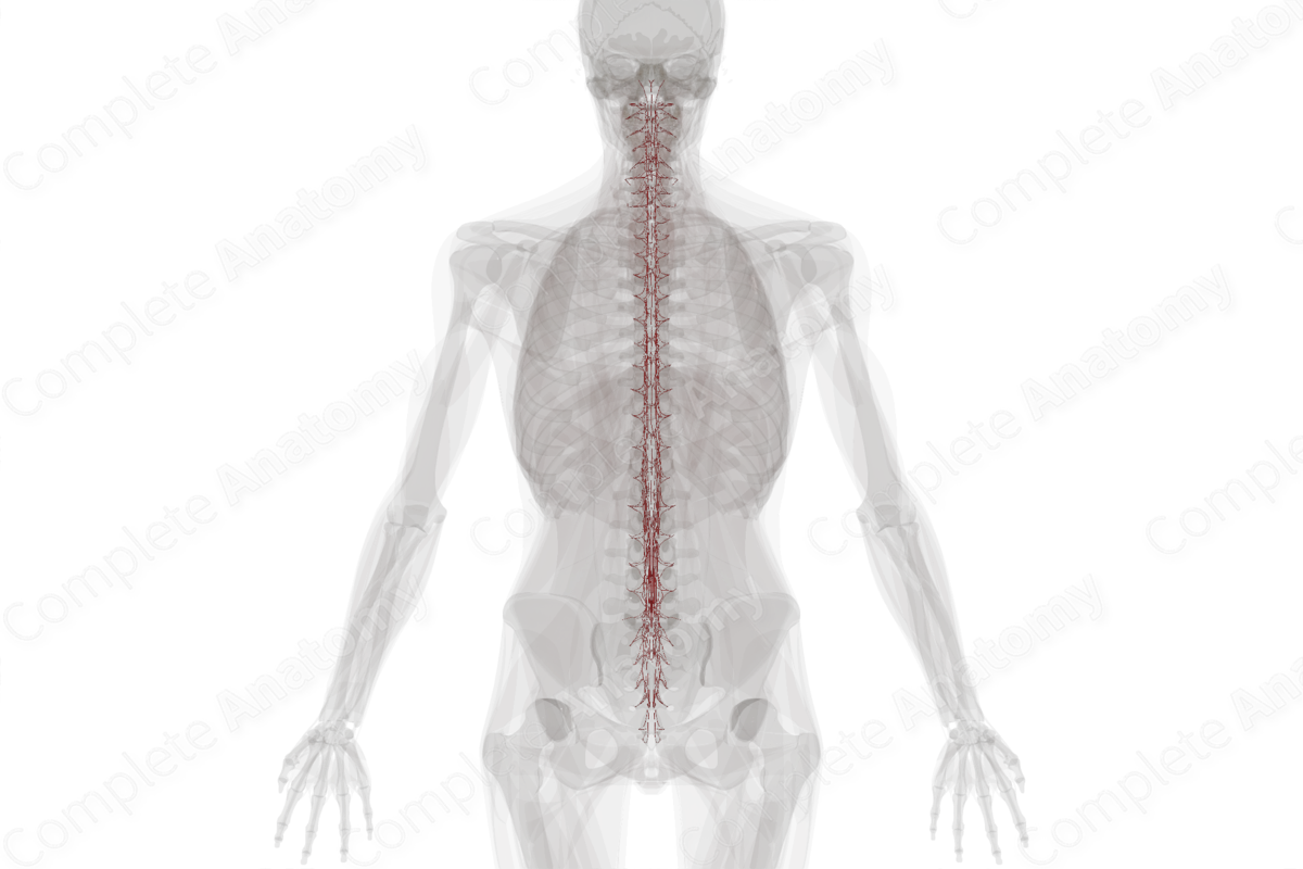Arteries of Spinal Cord