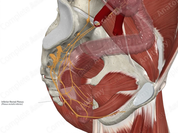 Inferior Rectal Plexus 