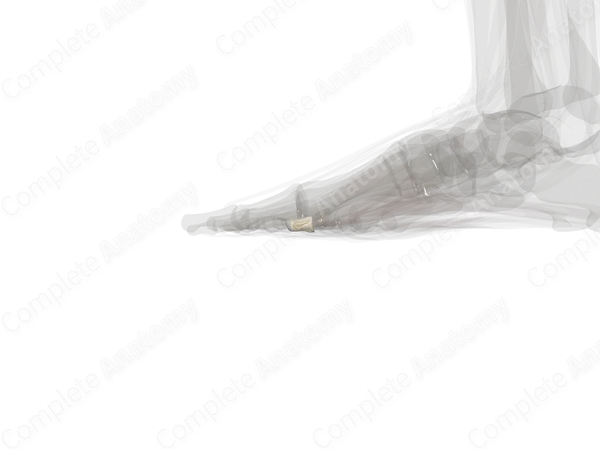 Middle Phalanx of Fourth Toe (Left)