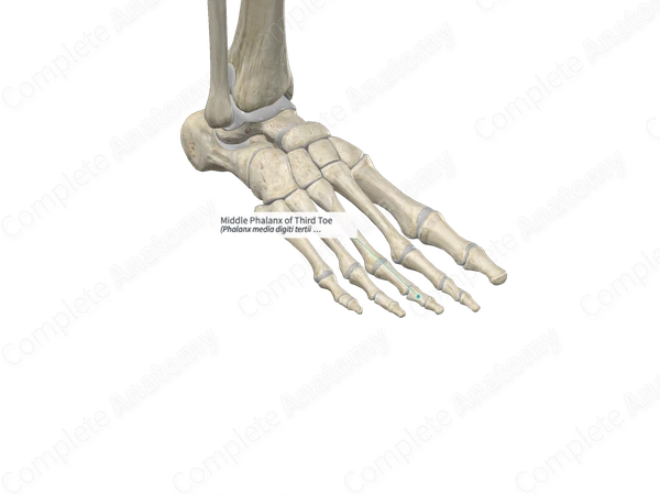 Middle Phalanx of Third Toe