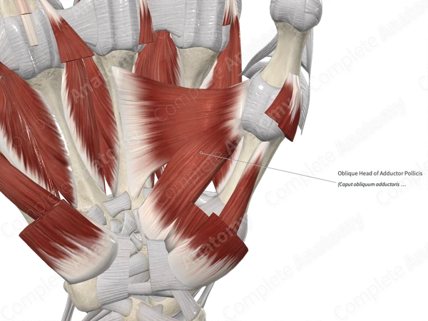 Oblique Head of Adductor Pollicis