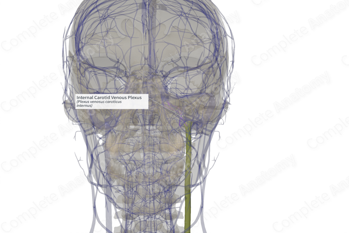 Internal Carotid Venous Plexus (Right) | Complete Anatomy