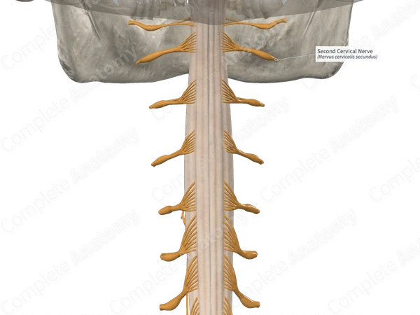 Second Cervical Nerve 