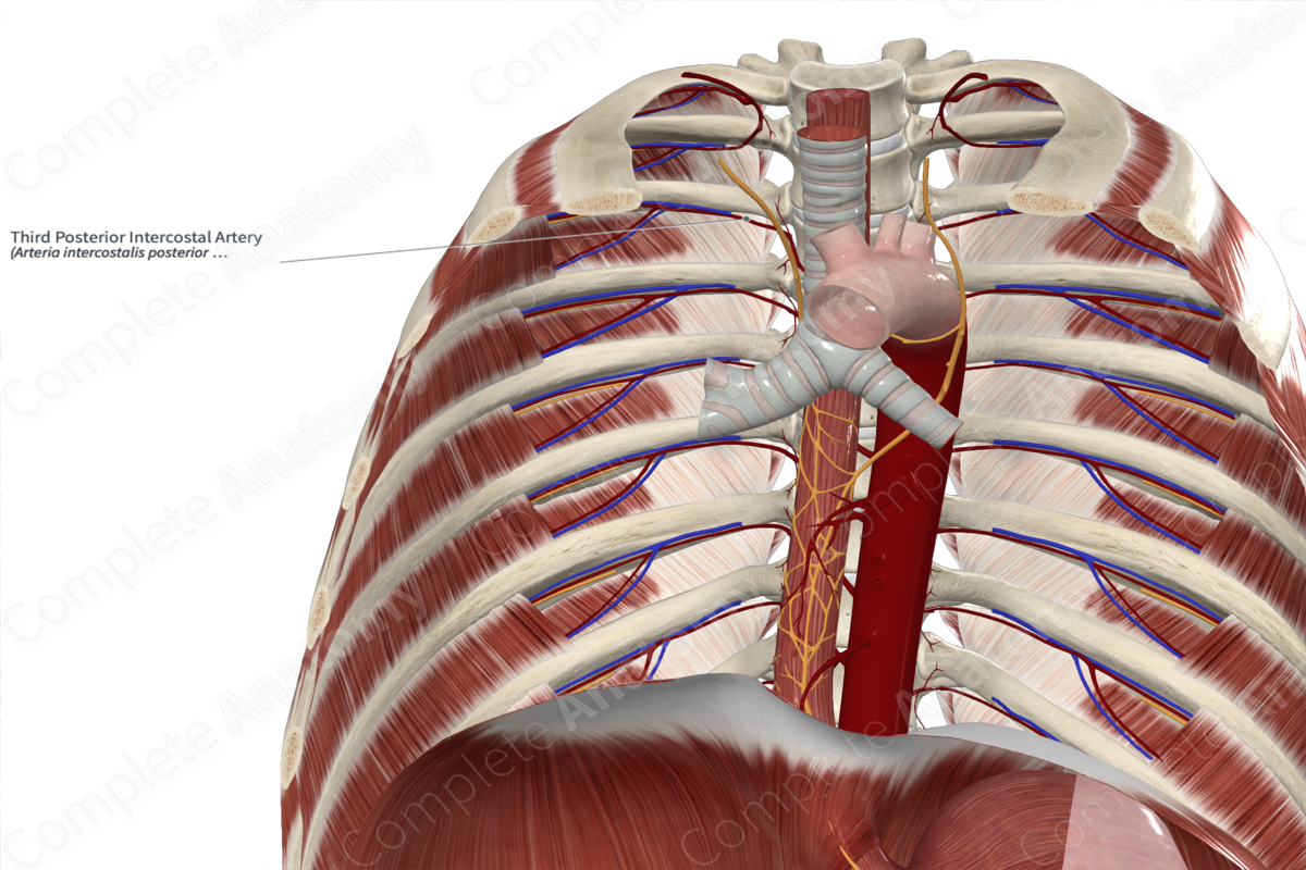 Third Posterior Intercostal Artery 
