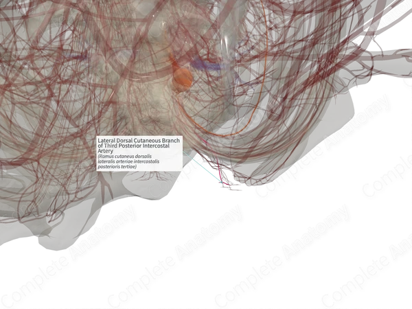 Lateral Dorsal Cutaneous Branch of Third Posterior Intercostal Artery (Right)