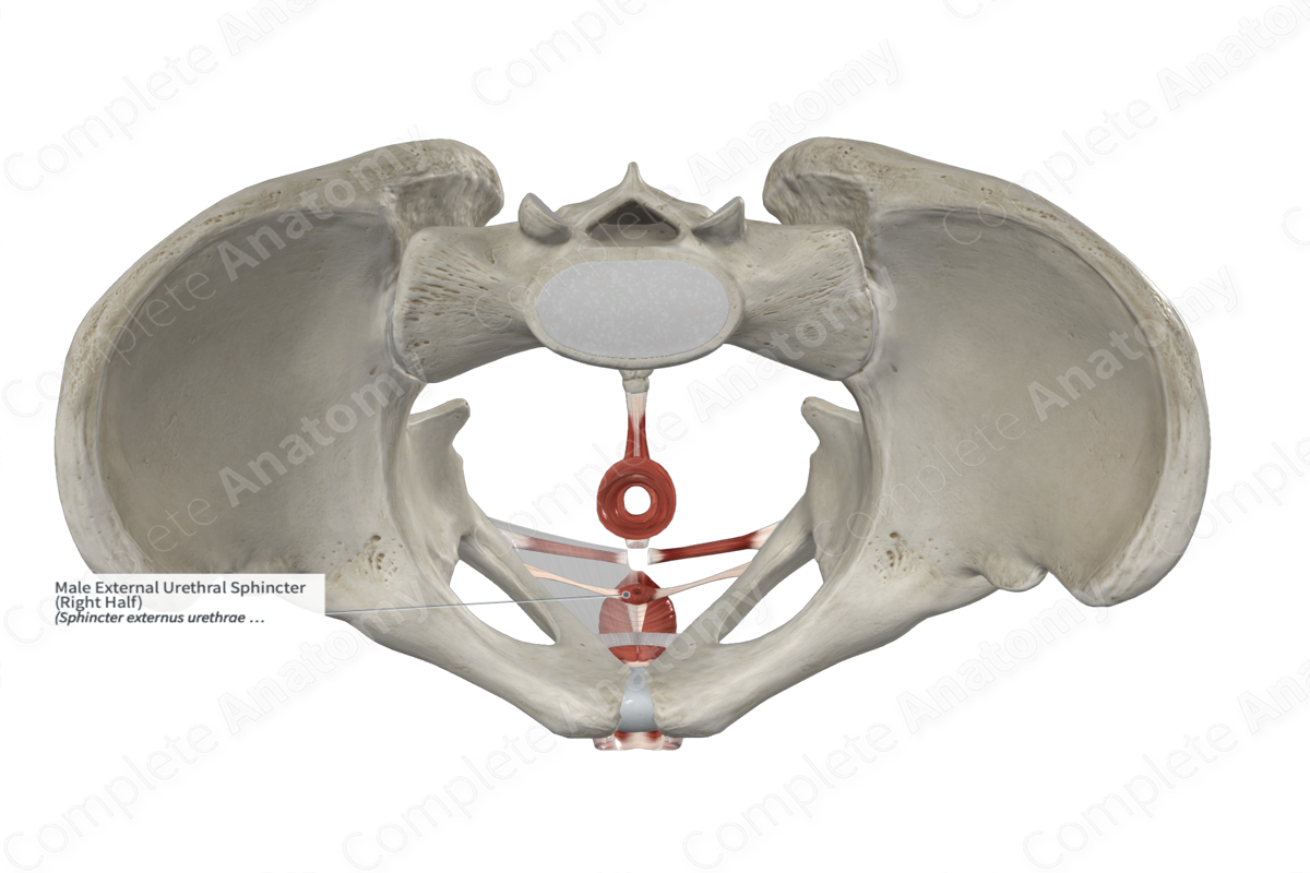 Male External Urethral Sphincter (Left Half)