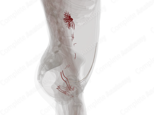 Arteries of Urinary System