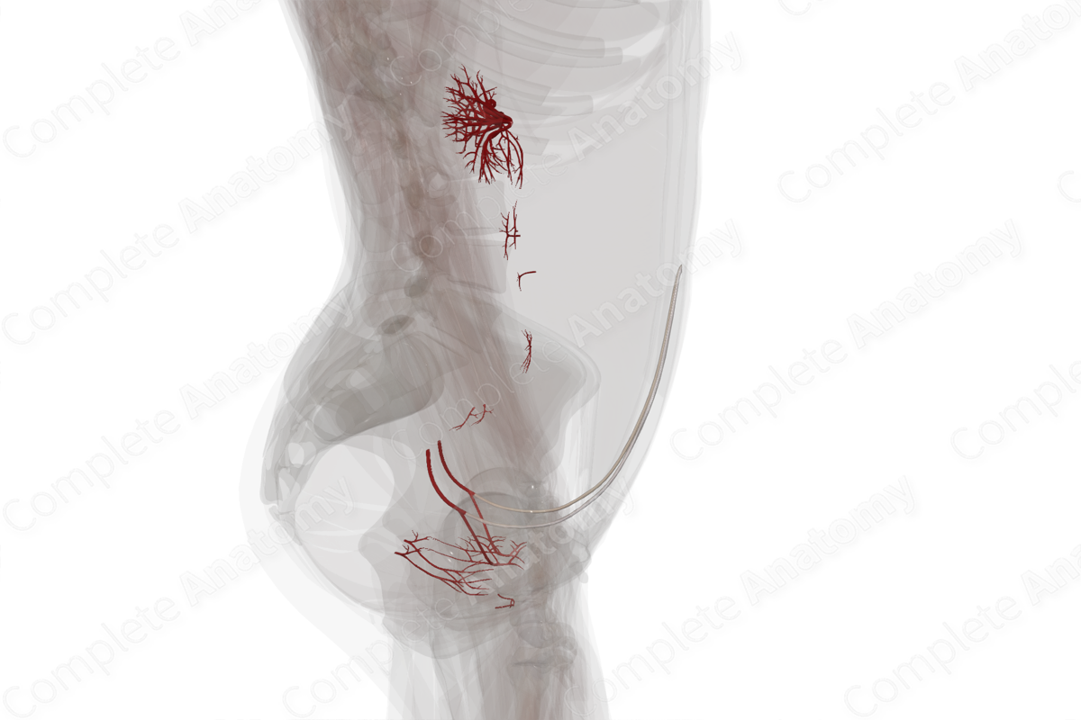 Arteries of Urinary System
