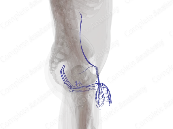 Veins of Male Genital System