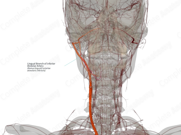 Lingual Branch of Inferior Alveolar Artery (Right)