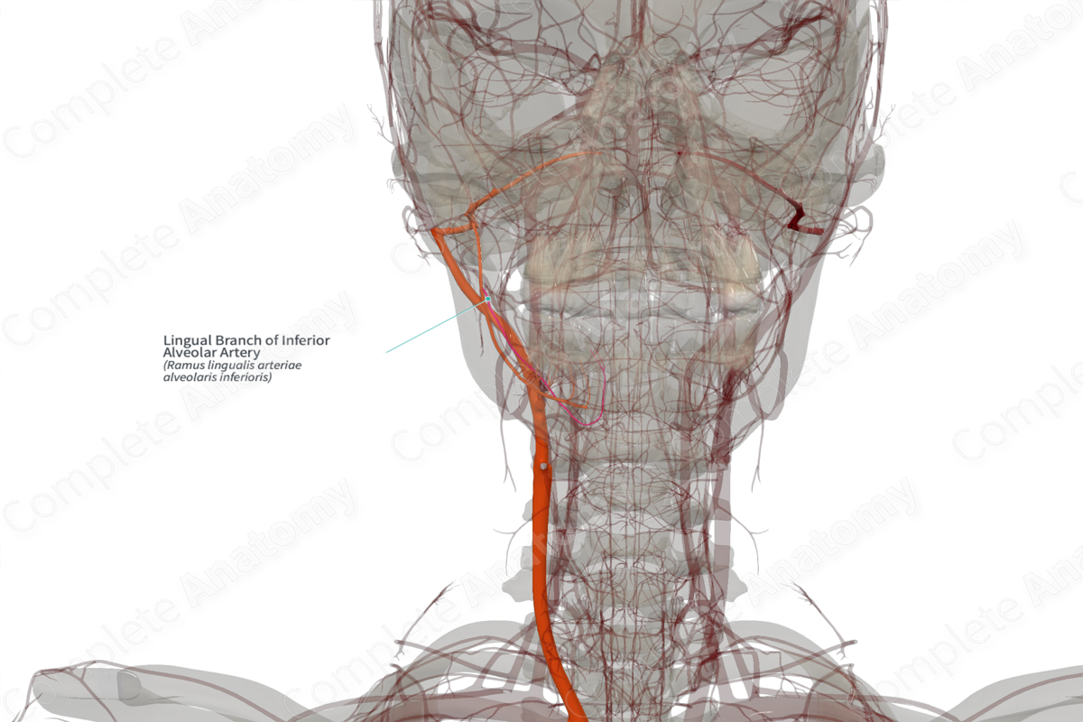 Lingual Branch of Inferior Alveolar Artery (Right)