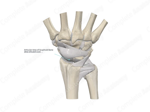 Articular Area of Scaphoid Bone 