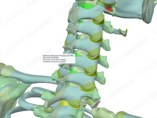 Inferior Articular Process of Fifth Cervical Vertebra (Left)