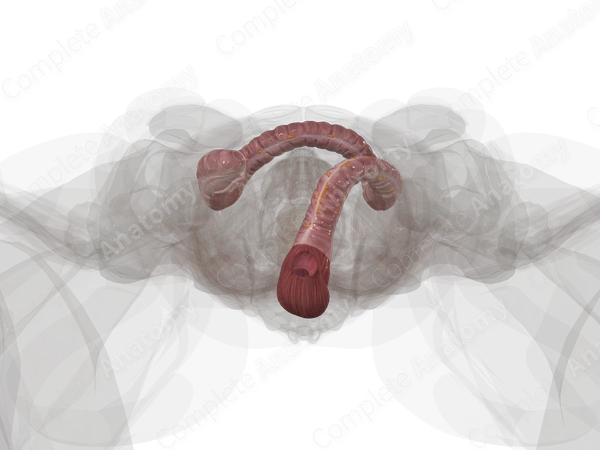 Large Intestine