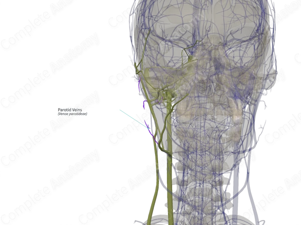 Parotid Veins (Left)