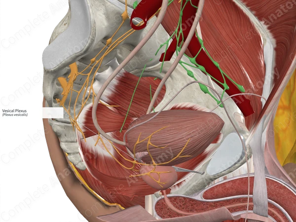 Vesical Plexus