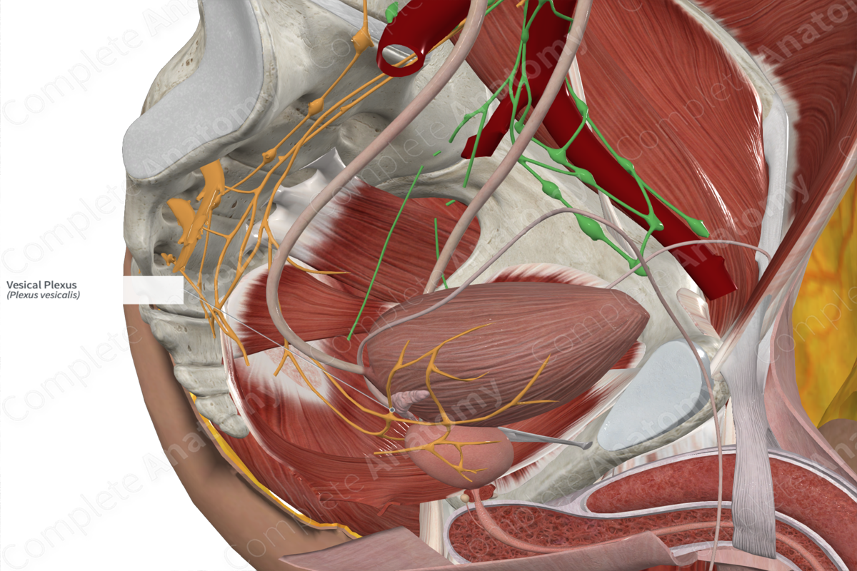 Vesical Plexus 