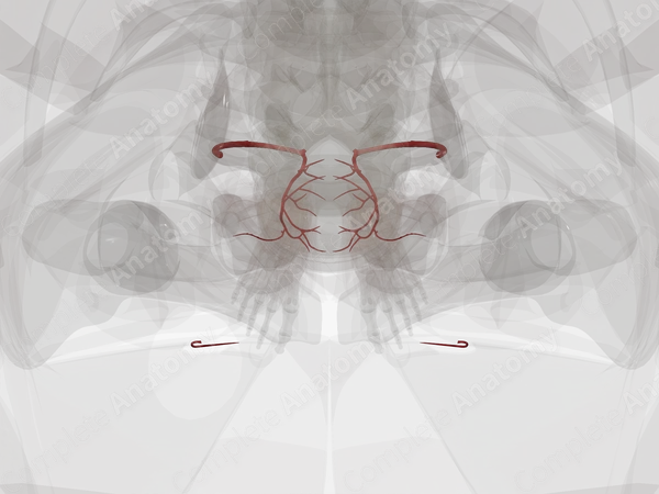 Arteries of Uterus