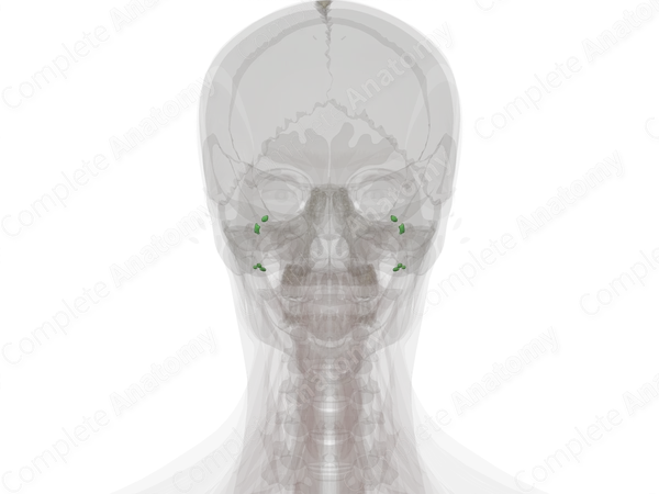 Occipital Nodes
