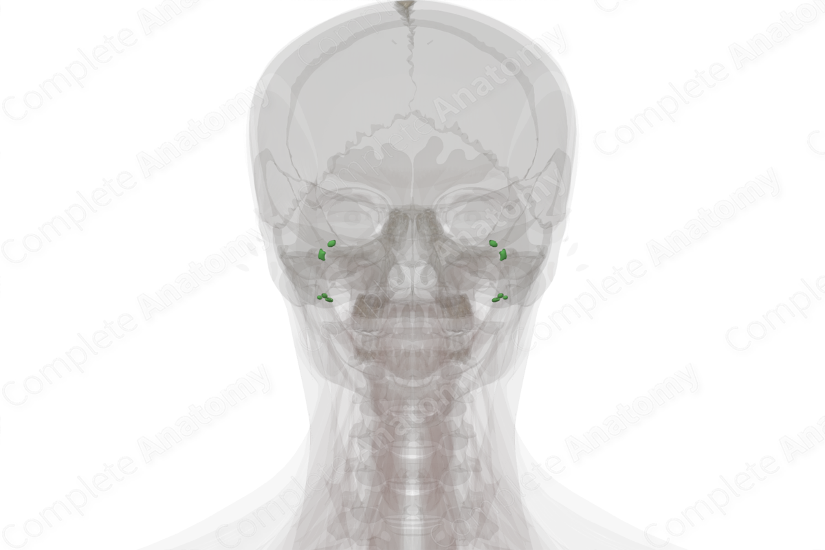 Occipital Nodes
