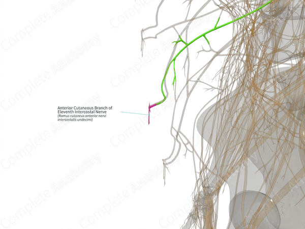 Anterior Cutaneous Branch of Eleventh Intercostal Nerve (Left)