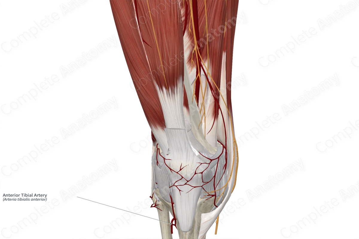 Anterior Tibial Artery 