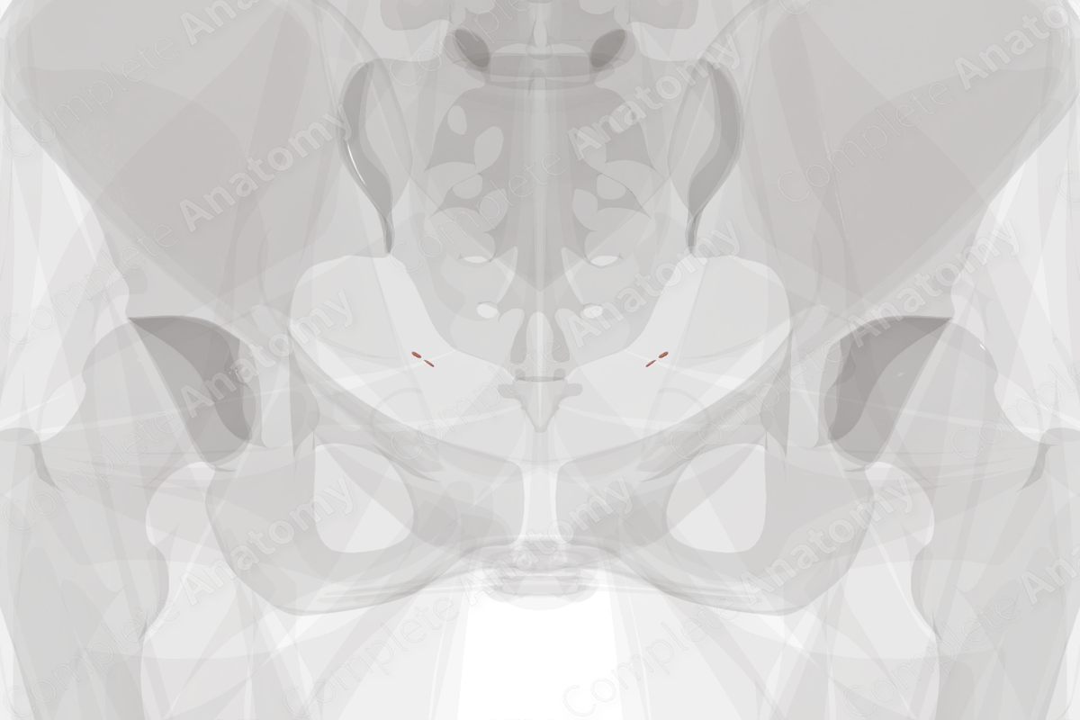 Paroophoron Complete Anatomy