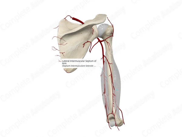 Lateral Intermuscular Septum of Arm