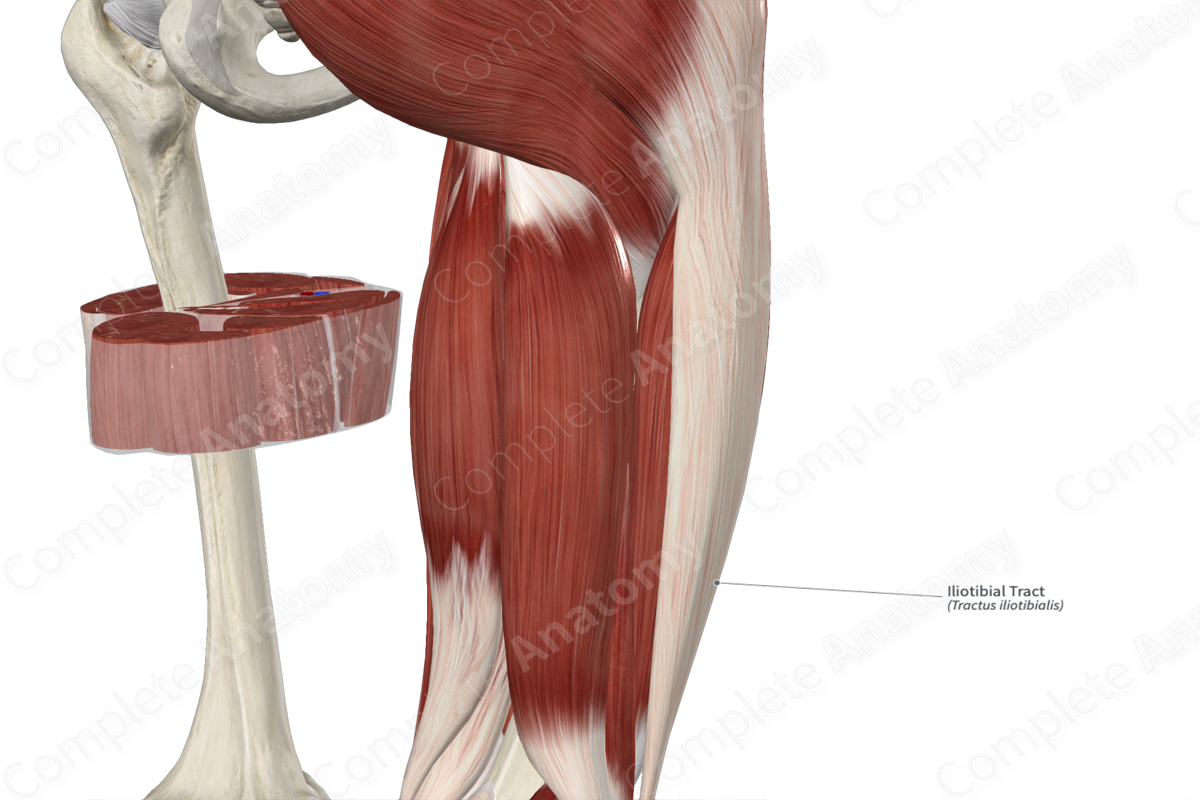 Iliotibial Tract  Complete Anatomy