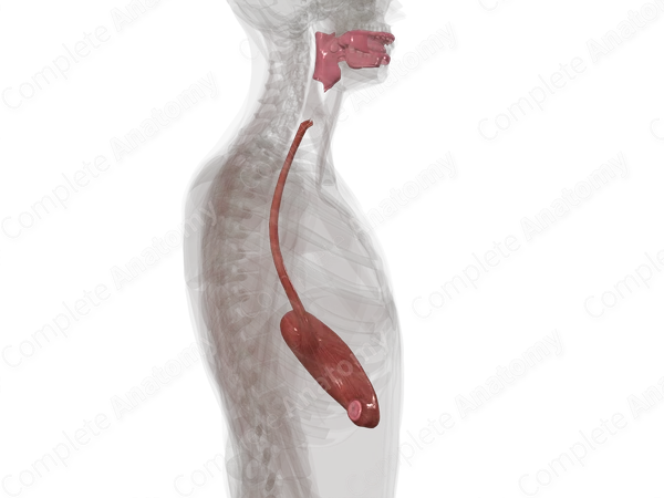 Upper Digestive Canal