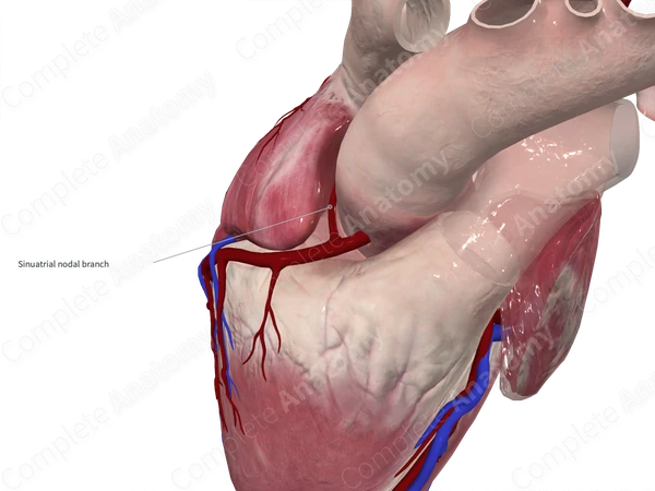 Sinuatrial Nodal Branch of Right Coronary Artery
