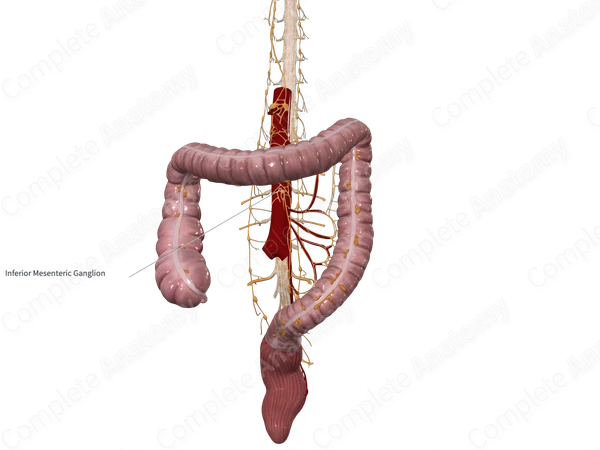Inferior Mesenteric Ganglion