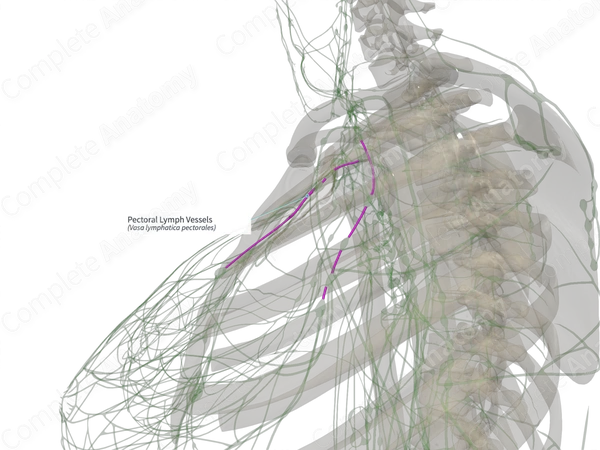 Pectoral Lymph Vessels (Right)