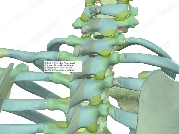 Inferior Articular Process of Second Thoracic Vertebra (Left)