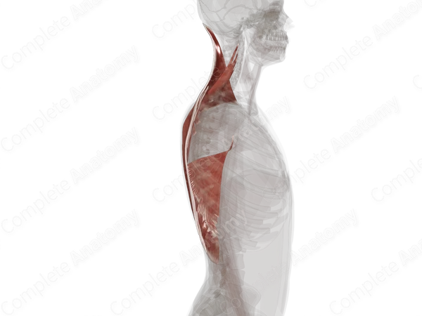 Extrinsic Muscles of Back (Left)