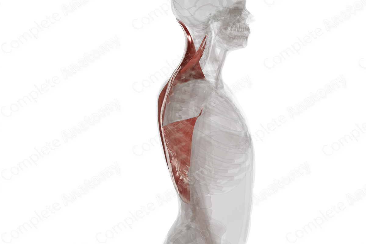 Extrinsic Muscles of Back (Left)