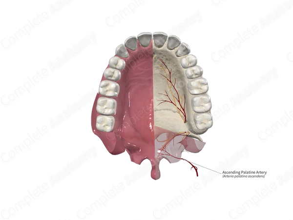 Ascending Palatine Artery