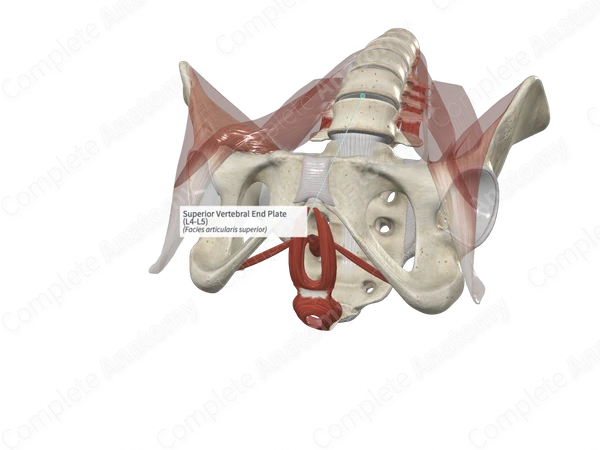 Superior Vertebral End Plate (L4-L5)