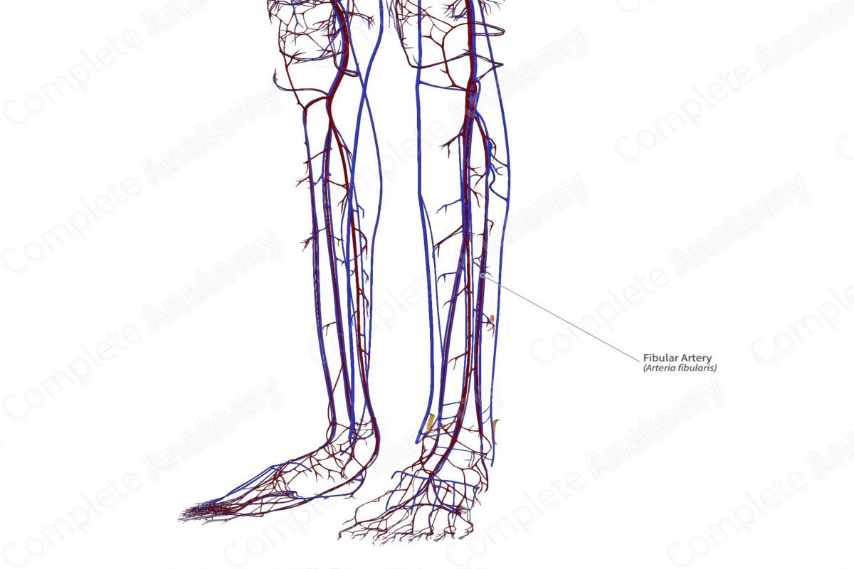 Fibular Artery 