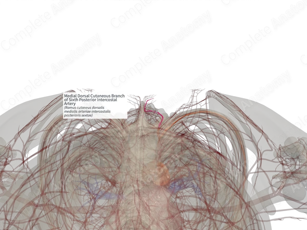 Medial Dorsal Cutaneous Branch of Sixth Posterior Intercostal Artery (Right)