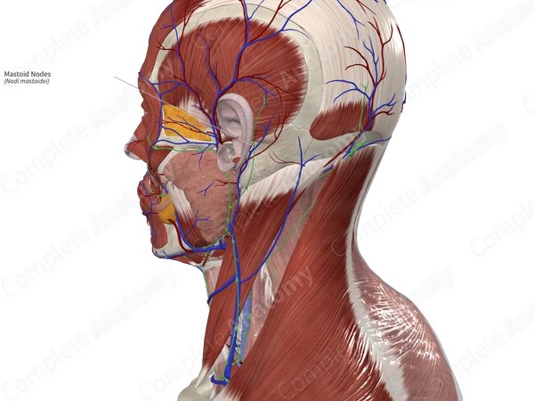 Mastoid Nodes 