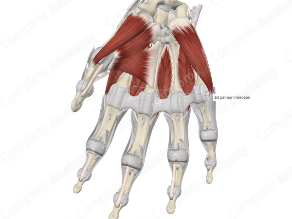 First Palmar Interosseous Muscle 