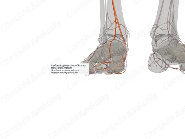 Perforating Branches of Plantar Metatarsal Arteries (Right)