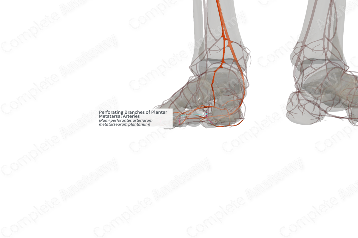Perforating Branches of Plantar Metatarsal Arteries (Right)