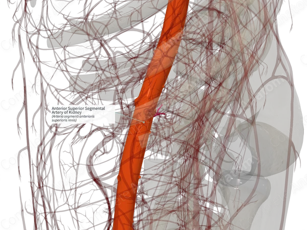 Anterior Superior Segmental Artery of Kidney (Left)