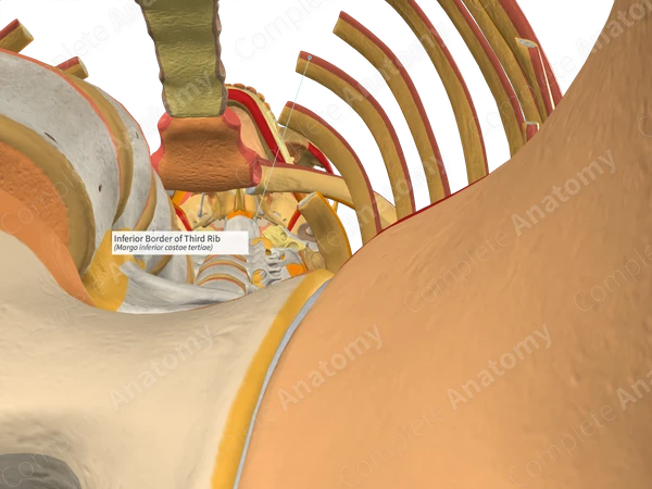 Inferior Border of Third Rib Complete Anatomy